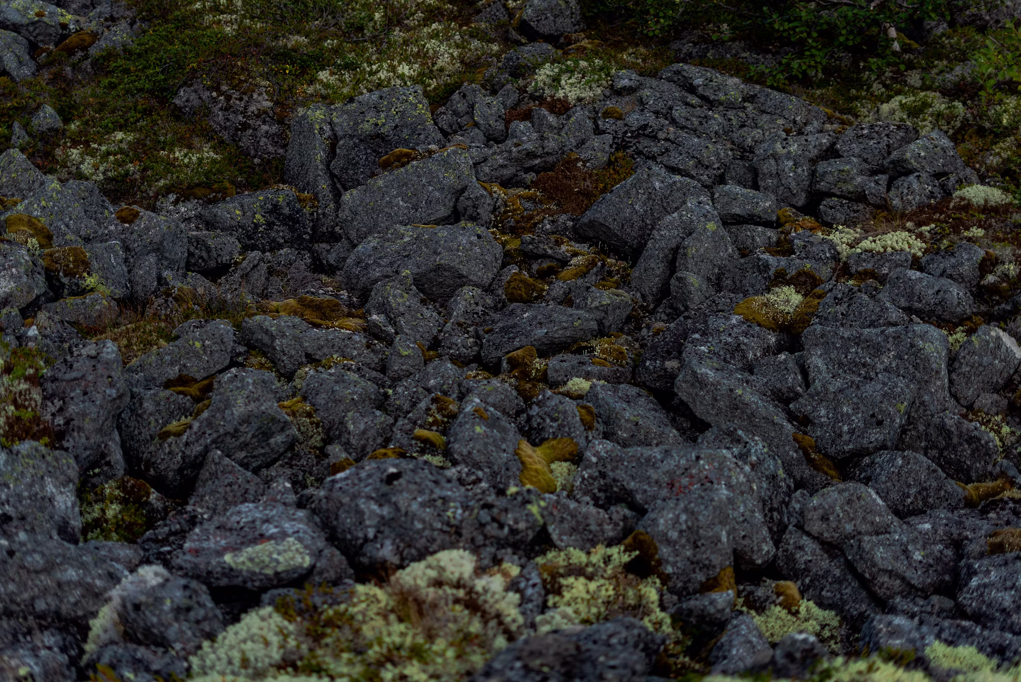 Exploring the World of Trail Running: A Guide to Getting Started